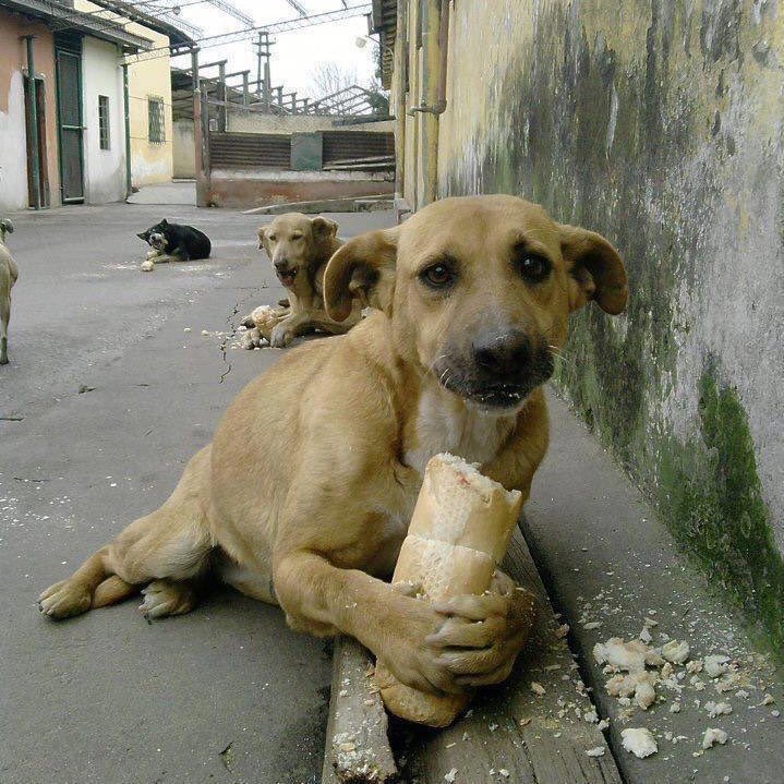 bread dog image