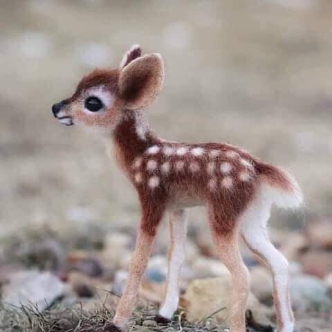 cute animal