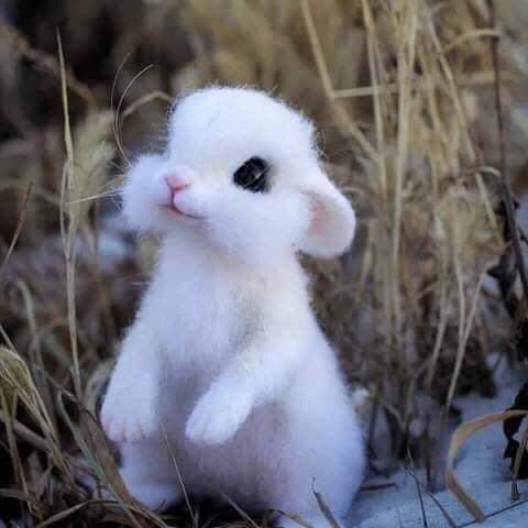 cute animal