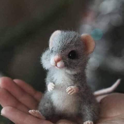 cute animal