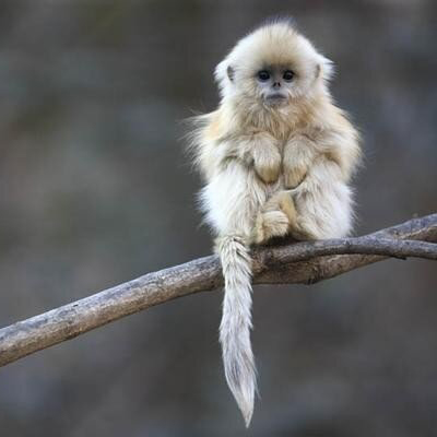 lonely monkey